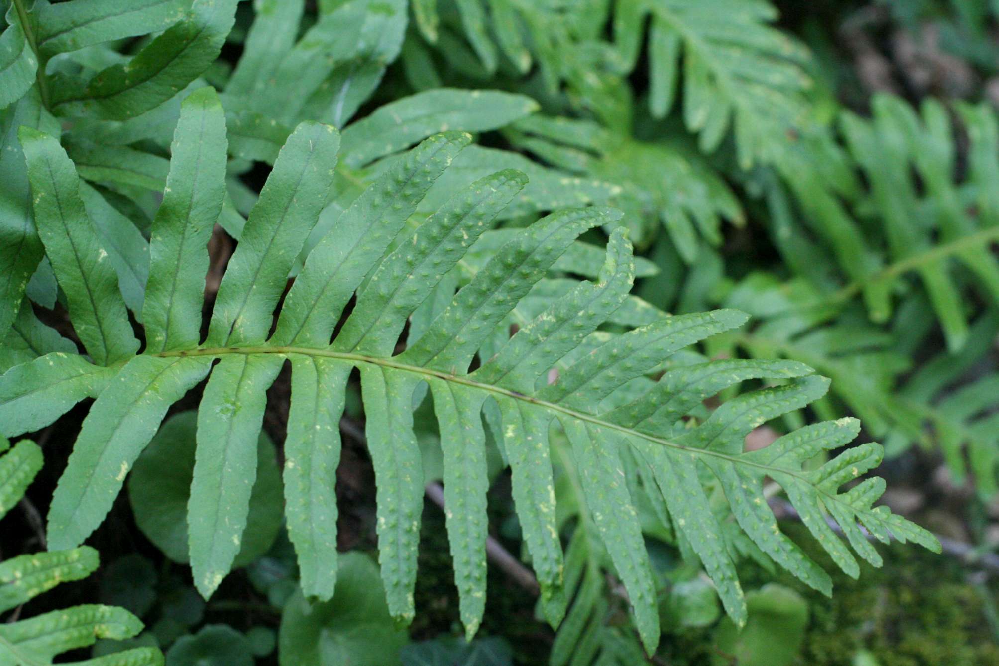 Polypodium sp. e Asplenium cfr. onopteris/adiantum-nigrum